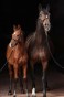 175653_Anwendungsbild__3224618_29a9.jpg