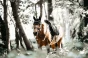 pol_pm_Kentucky-czaprak-Pearls-czarny-6293_5.webp