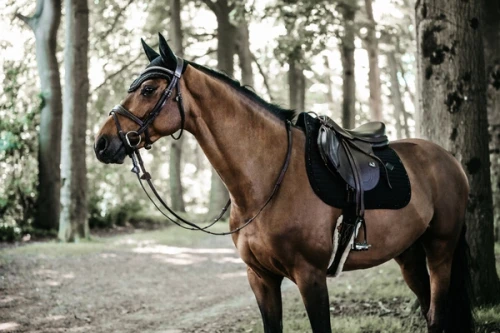 pol_pm_Kentucky-czaprak-Pearls-czarny-6293_4.webp