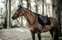 pol_pm_Kentucky-czaprak-Pearls-czarny-6293_4.webp