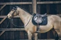 pol_pm_Kentucky-czaprak-Pearls-czarny-6293_2.webp