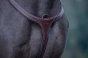 pol_pl_Skorzany-napiersnik-Dyon-Long-Bridge-Breastplate-D-Collection-brazowy-10228_2.webp