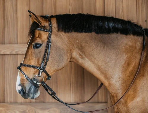 pol_pl_Oglowie-Dyon-Working-Plaited-z-haczykami-brazowe-11100_3.webp