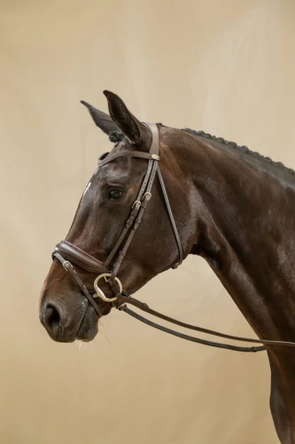 WODCAM-Dyon-oglowie-Matte-Large-Crank-Noseband-With-Flash-by-Working.jpg