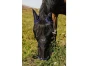 291771_maska-proti-hmyzu-first-riding-world--s-ochranou-usi-a-nozder--navy--velikost-pony.JPG