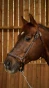 pol_pl_-Dyon-kantar-Grooming-9938_1.webp
