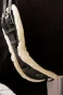 pol_pm_Kentucky-anatomiczny-ujezdzeniowy-popreg-z-futrem-12705_4 (1).webp
