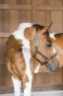 pol_pm_-Kentucky-skorzany-kantar-Wellington-brazowy-11548_5.webp