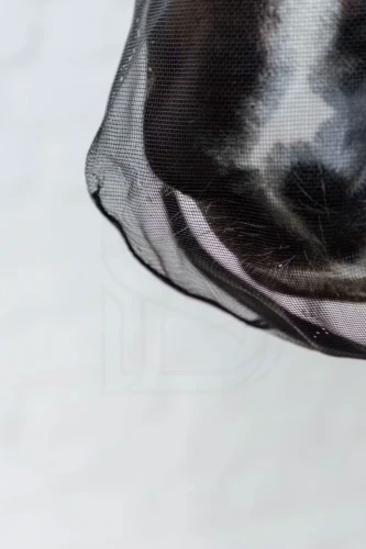 C81PH_099_03.webp