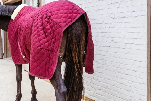 pol_pl_Derka-stajenna-Kentucky-Horsewear-400g-83576_8.jpg