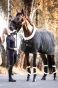 306150_BL_7.webp
