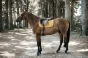 pol_pl_Kentucky-czaprak-Velvet-musztardowy-6277_1.webp