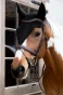 pol_pm_Dlugie-nauszniki-wyciszajace-Kentucky-Fly-Veil-Long-czarne-12475_8.webp