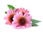 7caf123684aced68d25fdf8b40eea504.jpg