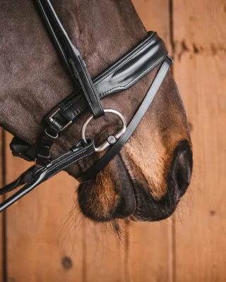 63_d56d413c5d-bridoon_fixed_rings_titan-full.webp