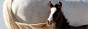 Blog-FI-05.06.15_Deterring-horse-tail-chewing-in-horses-1160x390.jpg
